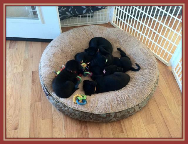 Rose's pups: Cali, Cindy, Old Yeller, Rra, Zin